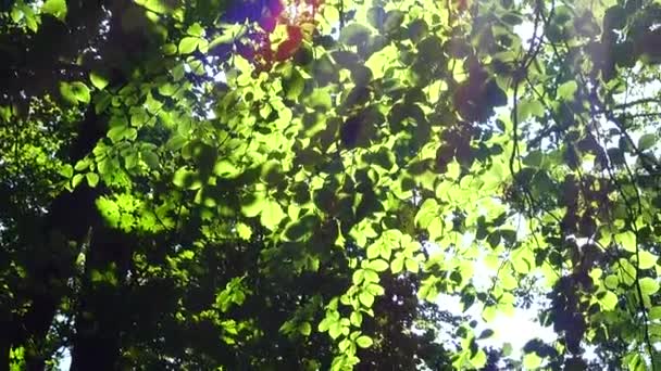 Ακτίνες Του Ήλιου Μέσα Από Φύλλα Δέντρων — Αρχείο Βίντεο