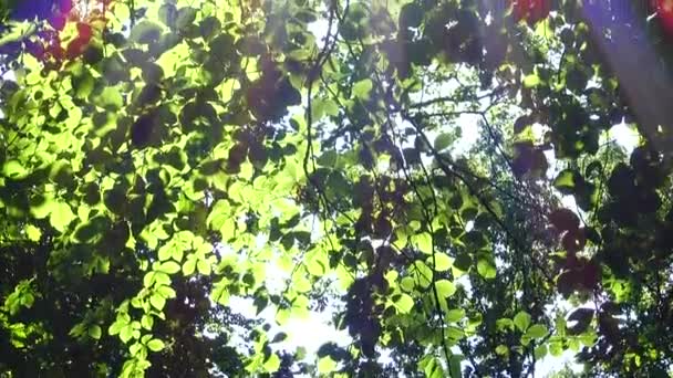 Vigas Sol Através Folhas Árvores — Vídeo de Stock
