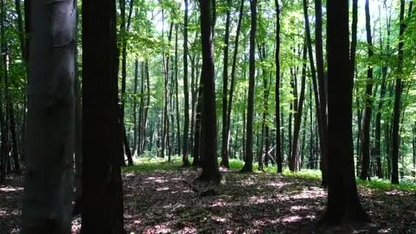 Tournage dans la forêt d'été .