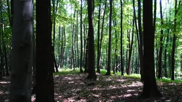 Riprese Nella Foresta Estiva — Video Stock