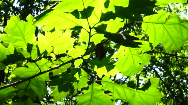 Solstrålar Genom Löv Träd — Stockvideo