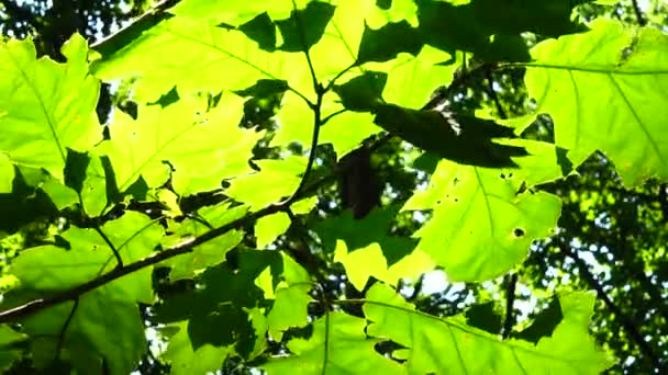 Solstrålar Genom Löv Träd — Stockvideo
