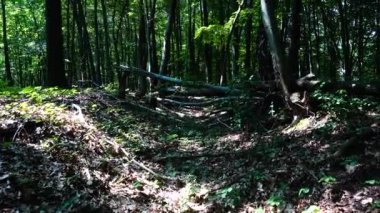 Yaz ormanında çekim..