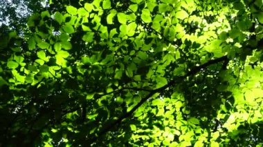 Yaz ormanında çekim..