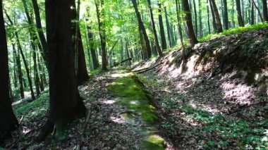 Yaz ormanında çekim..