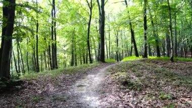 Yaz ormanında çekim..