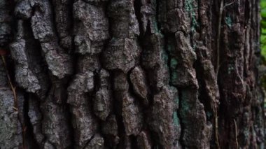 Kocaman bir ağacın gövdesi. Ormanda ağaç kabuğu vuruyor..