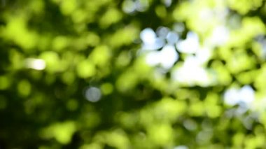 Güneş ışınları ağaç yapraklarının arasından geçiyor. Odaklanamıyorum.