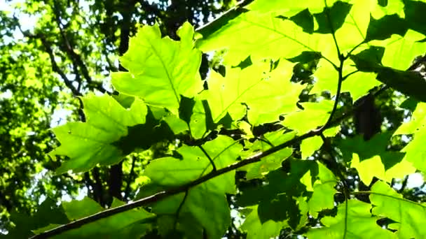 Beams Sun Leaves Trees — Stock Video