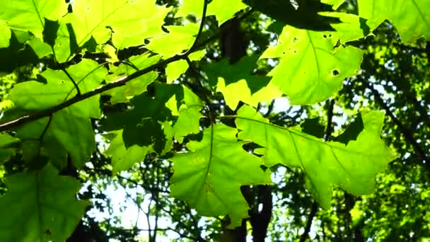 木の葉から太陽の光が差し込む — ストック動画