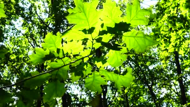 Rayos Del Sol Través Hojas Árboles — Vídeos de Stock