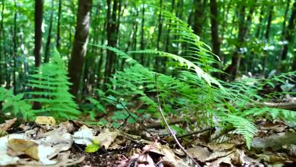 Fern Skogen Fotografering Sommaren — Stockvideo