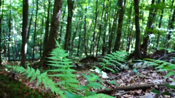 Fern Lesie Kręcenie Latem — Wideo stockowe