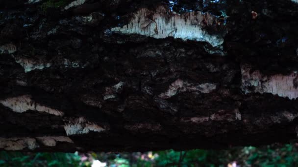 Armillaria mellea. Tir de champignons dans la forêt .