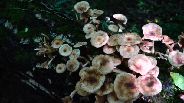 Armillaria Mellea Skjutning Svamp Skogen — Stockvideo