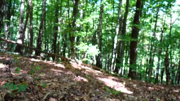 木の幹にある森キノコ — ストック動画