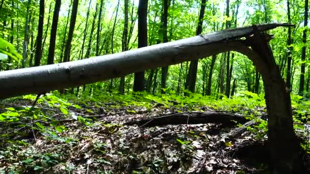 森の中の壊れた木 — ストック動画