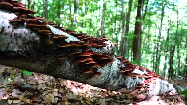 Las Setas Del Bosque Tronco Del Árbol — Vídeos de Stock