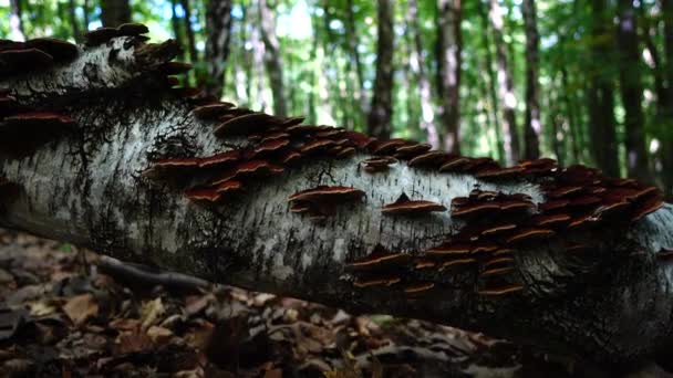 Champignons forestiers sur un tronc d'arbre .