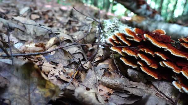 Champignons Forestiers Sur Tronc Arbre — Video