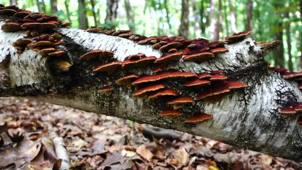 Champignons forestiers sur un tronc d'arbre .