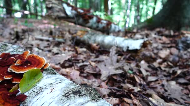 Cogumelos Florestais Tronco Árvore — Vídeo de Stock