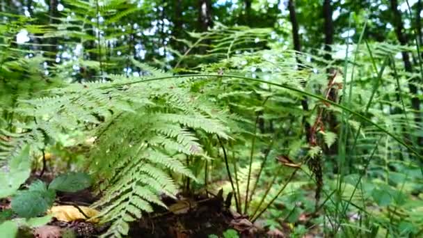 Fern Skogen Fotografering Sommaren — Stockvideo