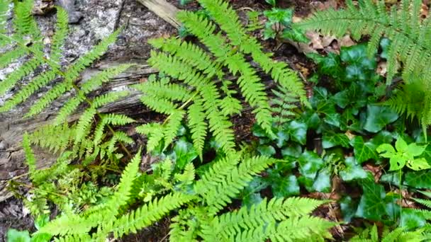 Fougère dans la forêt. Tournage en été .