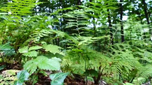 Fern Skogen Fotografering Sommaren — Stockvideo