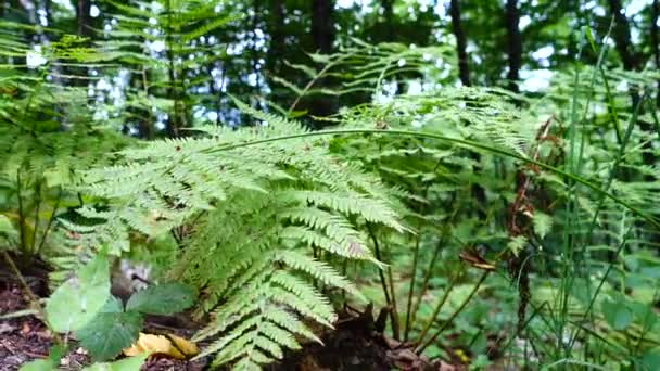 Fougère Dans Forêt Tournage Été — Video