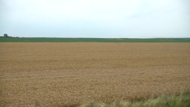 Tiro Campo Verano — Vídeos de Stock