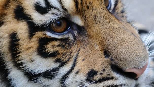 Strzelanie Kagańca Tygrysa — Wideo stockowe