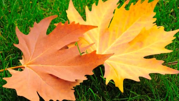 メイプルの葉 秋の背景の撮影 — ストック動画
