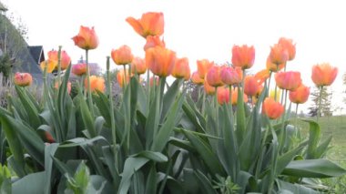 Laleler. İlkbaharda çekim.