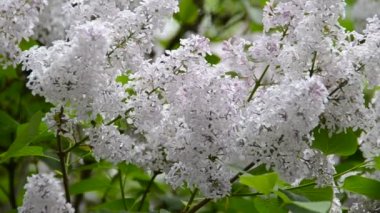 Bir demet mor leylak çiçeği