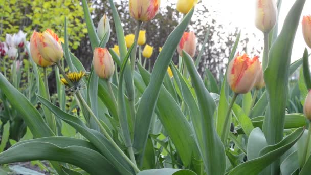 Прекрасні Весняні Квіти Стрілянина Навесні — стокове відео