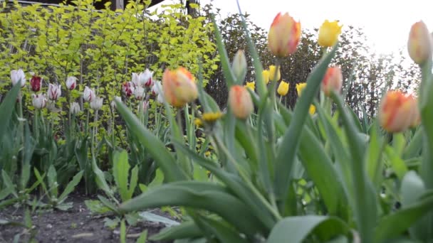 美しい春の花 夏の撮影 — ストック動画
