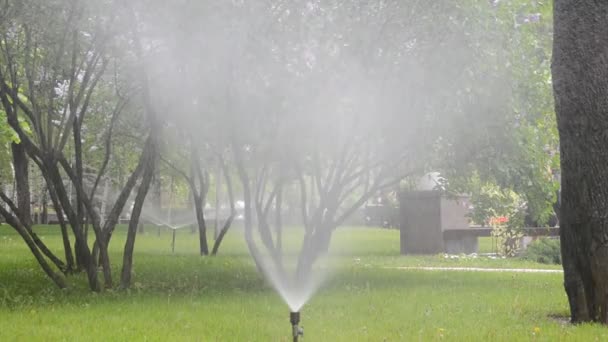 草の水をやる 夏の撮影 — ストック動画