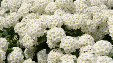 Bahar çiçekleri Yazın çekim..