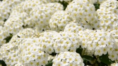 Bahar çiçekleri Yazın çekim..