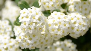 Bahar çiçekleri Yazın çekim..