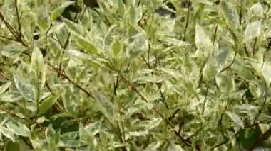 Yeşil bitki. Yazın çekim..