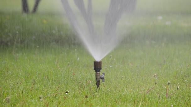 Water Geven Aan Gras Schieten Zomer — Stockvideo