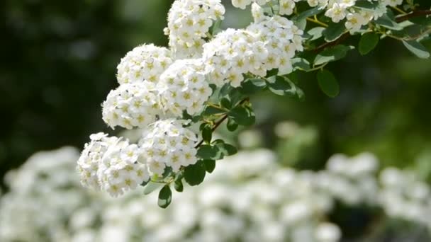 Vårblommor Fotografering Sommaren — Stockvideo