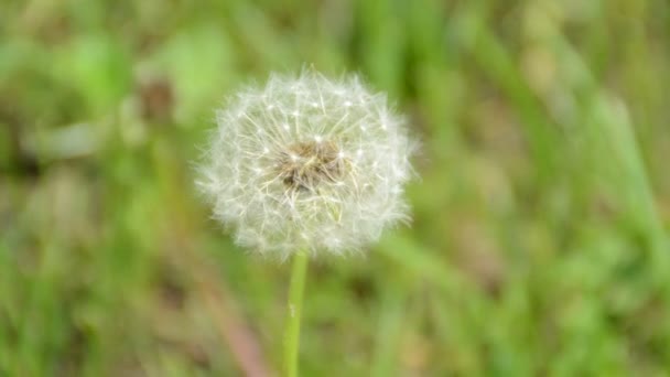 Weißer Löwenzahn Auf Einer Grünen Wiese Aus Nächster Nähe — Stockvideo