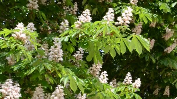 Flor Castaño Tiro Verano — Vídeos de Stock