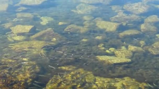 Escuela Peces Mar Peces Bajo Agua — Vídeos de Stock