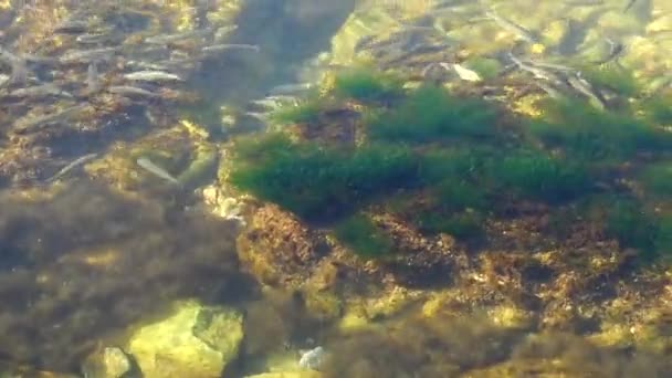 海里的一群鱼 水下的鱼 — 图库视频影像