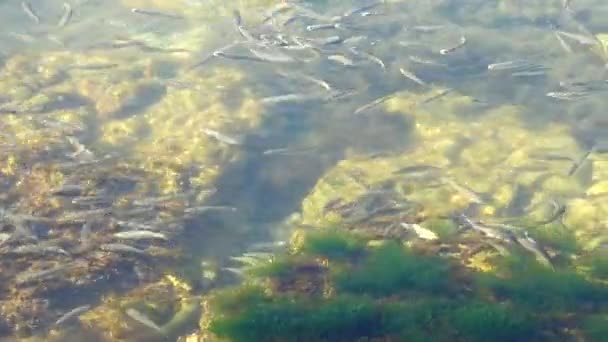 Fischschwärme Meer Fische Unter Wasser — Stockvideo