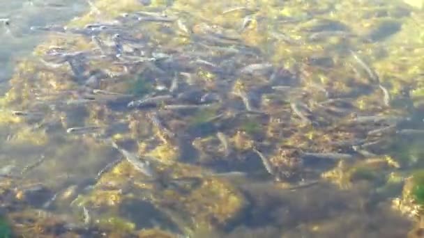 Ecole de poissons dans la mer. Poissons sous l'eau .